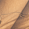 DESERT-ANIMAL, BREPTILES-INSECTS