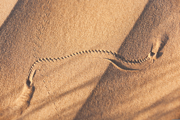 DESERT-ANIMAL, BREPTILES-INSECTS