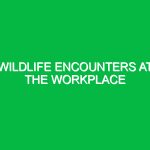 Wildlife encounters at the workplace