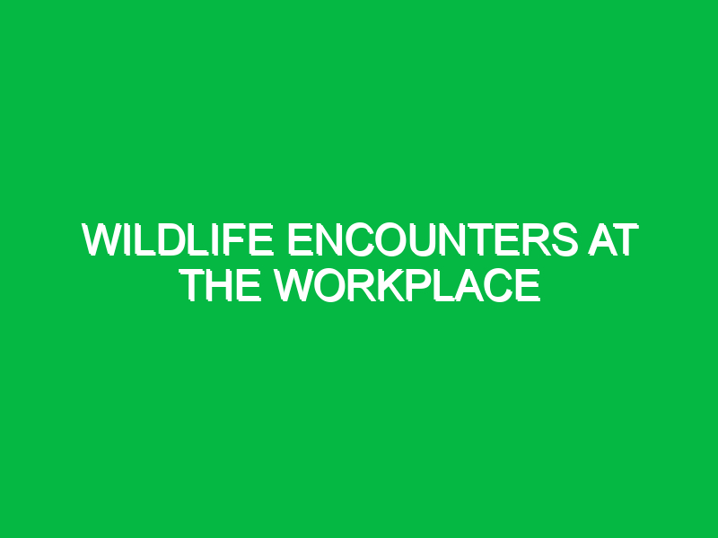 Wildlife encounters at the workplace